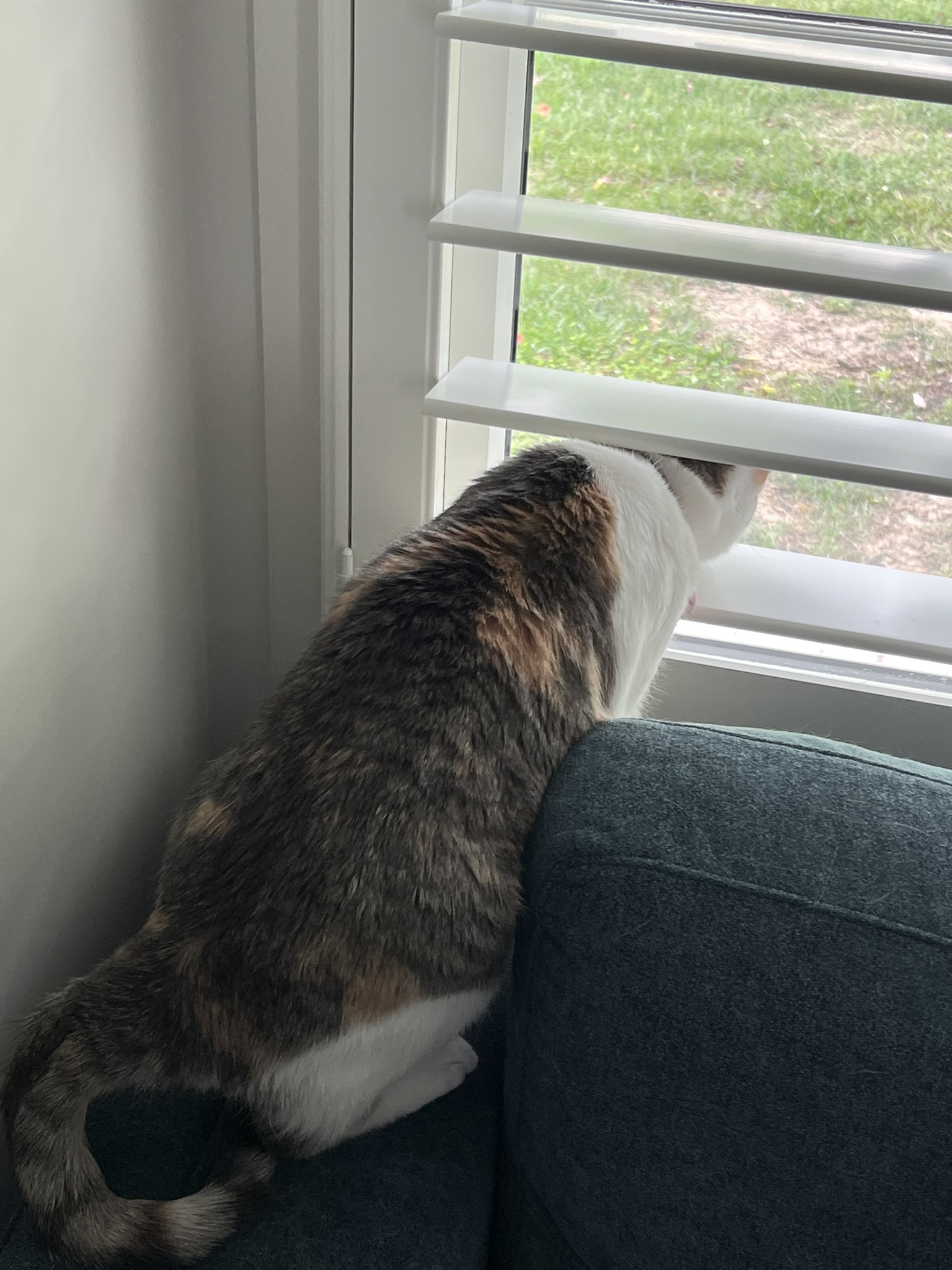 Jolyne looking out a window